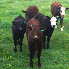 Six-monthly TB testing