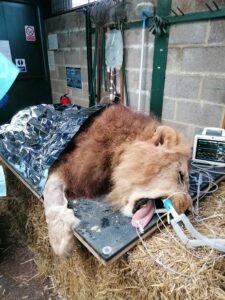 Lion haemangioma removal