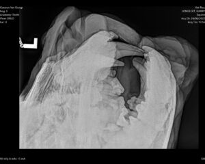 Lion mouth xray