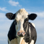 Good post-operative care on the farm