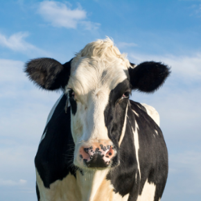 Good post-operative care on the farm