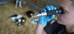 Vet using worm checking tool