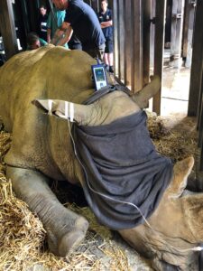 Rhino sedated 
