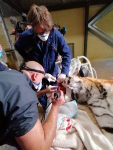 Tiger dental 